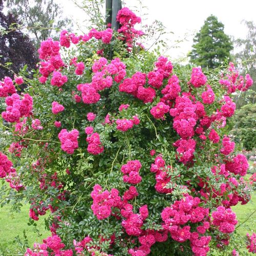 Rosen Gärtnerei - ramblerrosen - rosa-weiß - Rosa Super Excelsa - diskret duftend - Karl Hetzel - Ihren Farbe ändert sich vom Dunkelrosa über Rot bis ins Lila. Eine zuverlässige, gesunde Sorte.